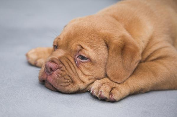 Come dare lo sciroppo a un cane