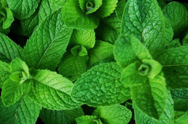 Come seminare la menta