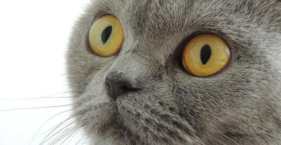 Cosa fare se il mio gatto zoppica