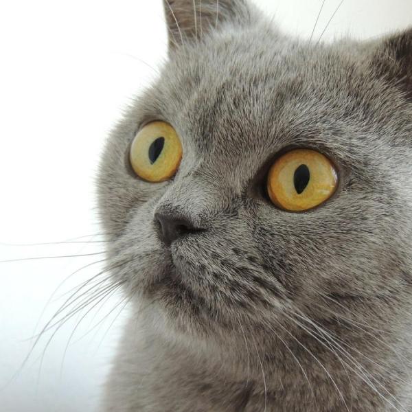 Cosa fare se il mio gatto zoppica