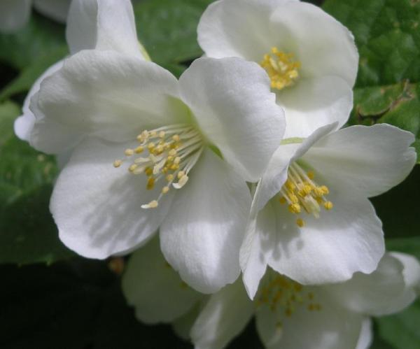 Qual è il significato dei fiori bianchi