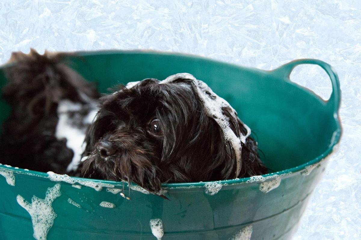Come lavare un cane che ha paura dell'acqua