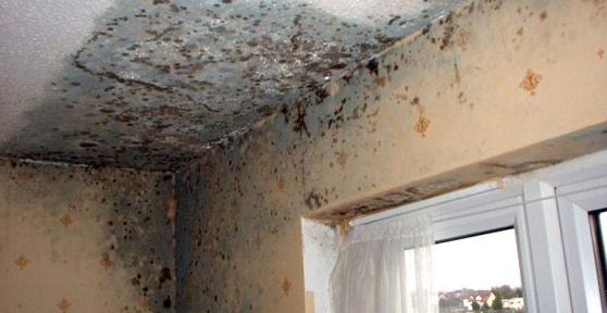 Come eliminare l'odore di muffa