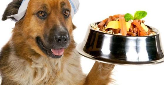 Quali sono le verdure che possono mangiare i cani