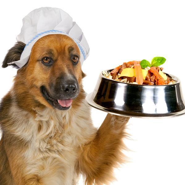 Quali sono le verdure che possono mangiare i cani