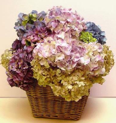 Come seccare le ortensie