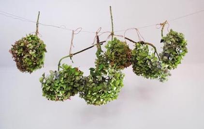 Come seccare le ortensie - Passo 4