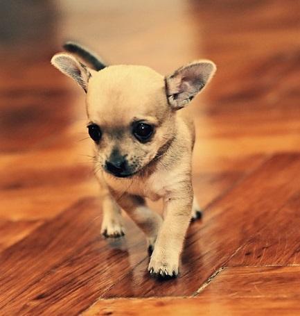 Quanto dovrebbe pesare un Chihuahua?