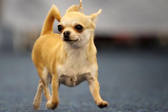 Quanto dovrebbe pesare un Chihuahua? - Passo 1