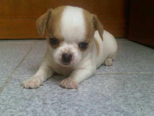 Quanto dovrebbe pesare un Chihuahua? - Passo 2