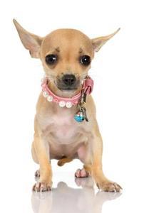 Quanto dovrebbe pesare un Chihuahua? - Passo 3