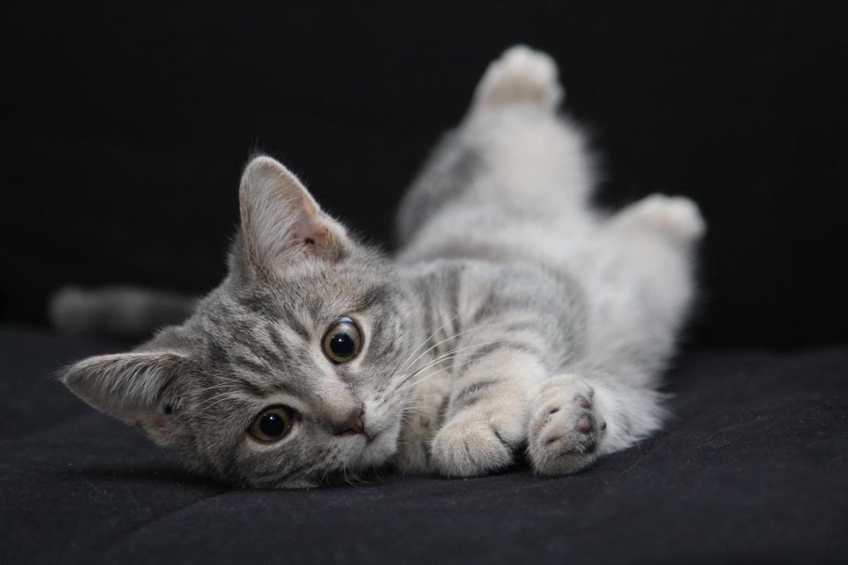 Significato delle posizioni del gatto