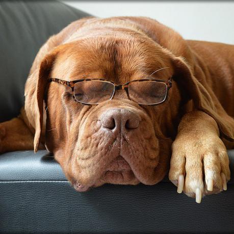 Quanto deve dormire un cane?