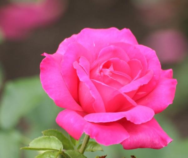 Come piantare un roseto