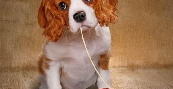 Perché i cani non possono mangiare il pomodoro