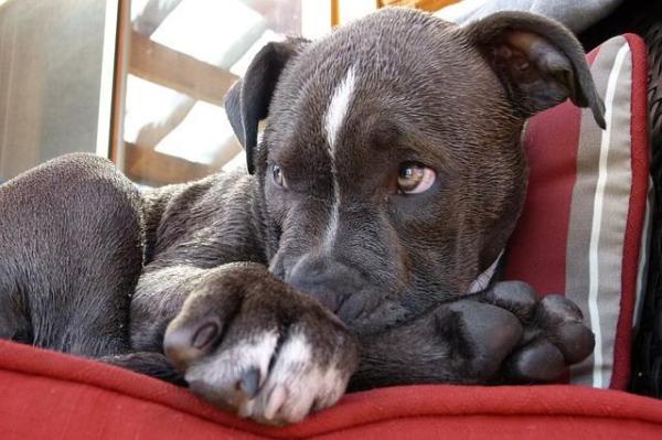 Quali sono le razze di PitBull