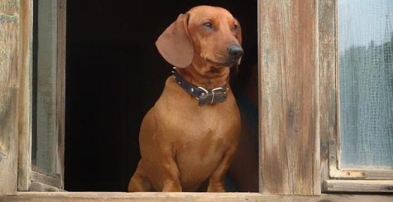 Come insegnare al cane a stare a casa solo