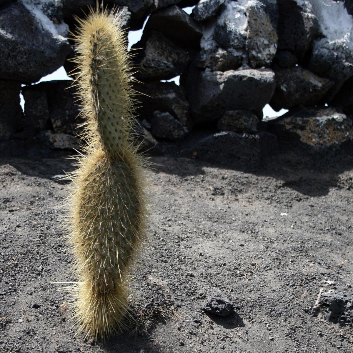 Come e quando trapiantare un cactus