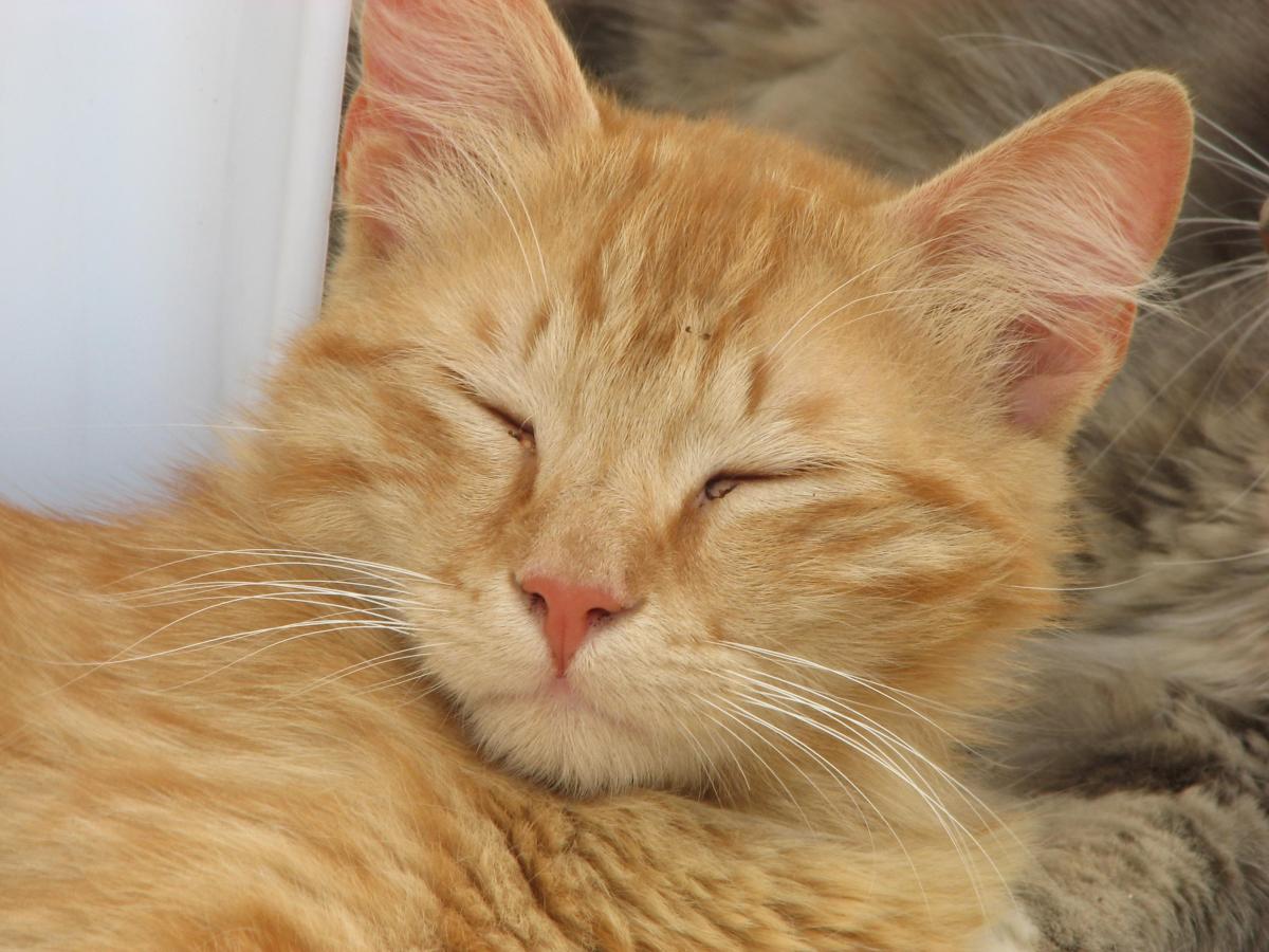 Come sapere se il mio gatto è cieco