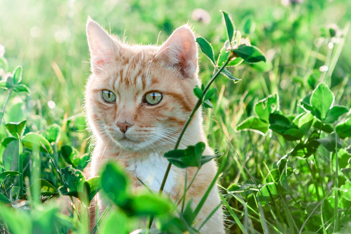 Come allontanare i gatti