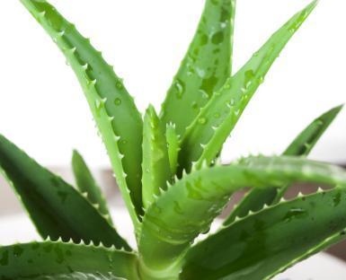 Come Curare Una Pianta Di Aloe Vera 6 Passi