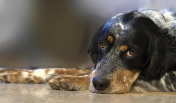 Cosa può mangiare un cane con la gastrite