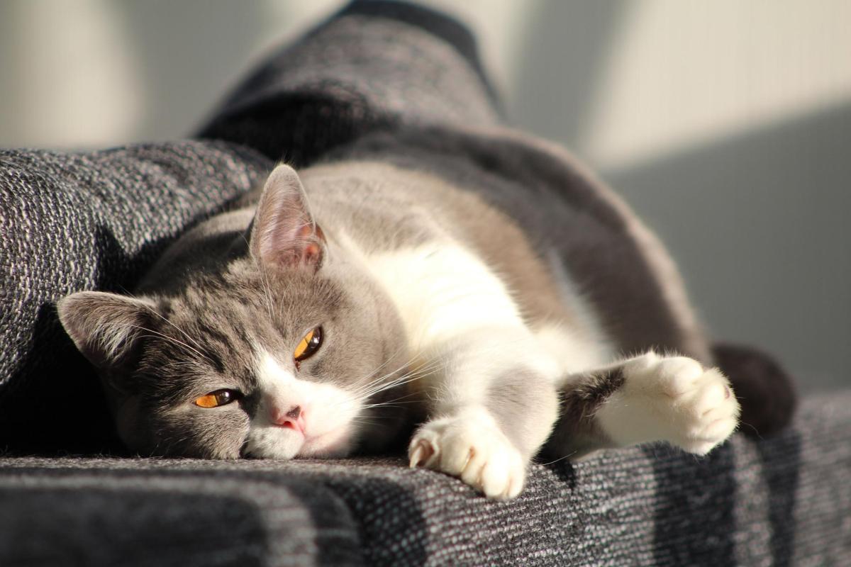 6 consigli per educare il tuo gatto