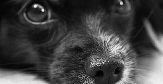 Cosa fare se il mio cane beve candeggina