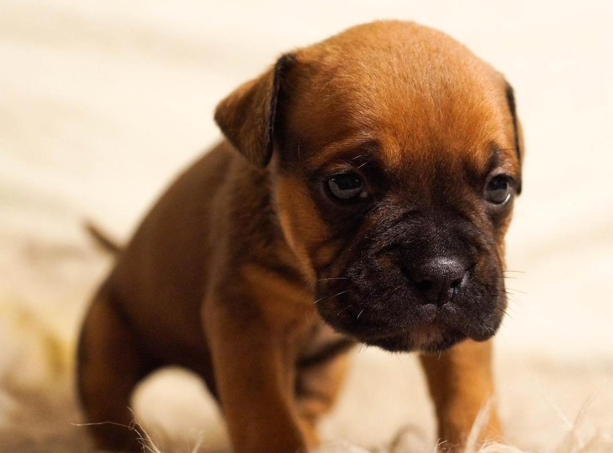 Come addestrare un cucciolo