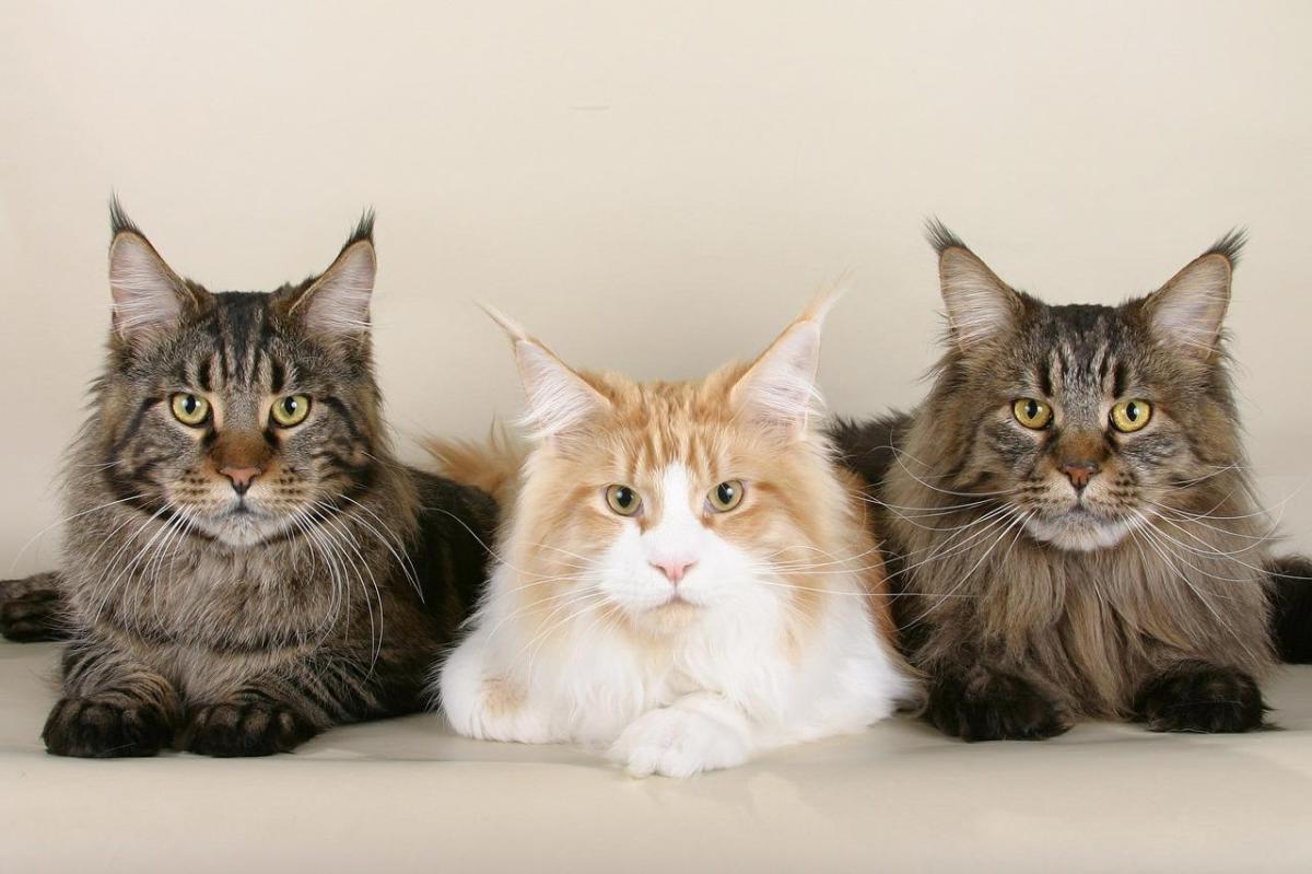 Ogni quanto vanno in calore i gatti