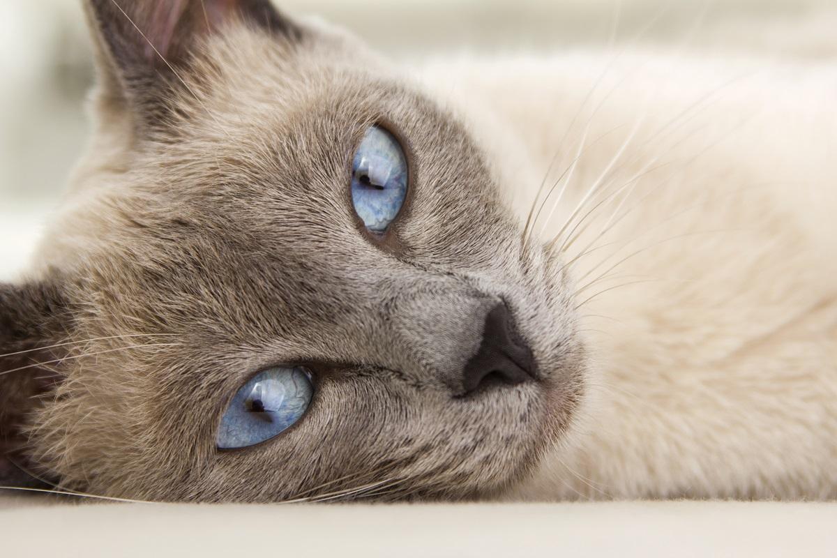 Come far rilassare un gatto