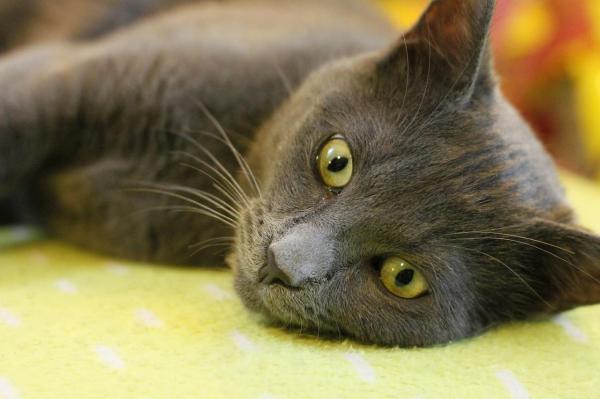 Quali sono i gatti che non perdono pelo