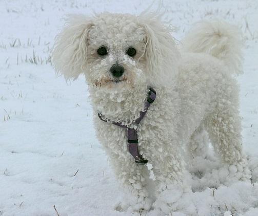 Quali sono i cani che perdono meno pelo - Bichon à poil frisé