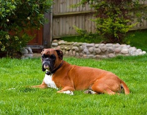 Quali sono i cani che perdono meno pelo - Boxer