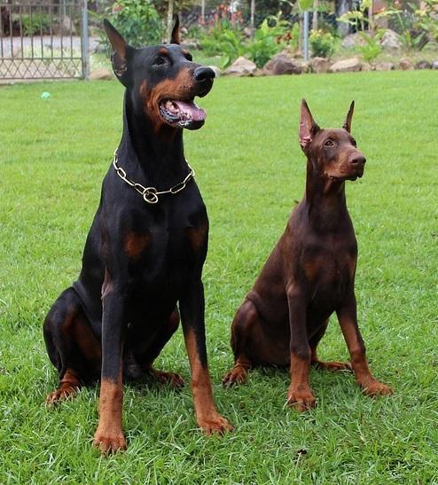 Quali sono i cani che perdono meno pelo - Dobermann