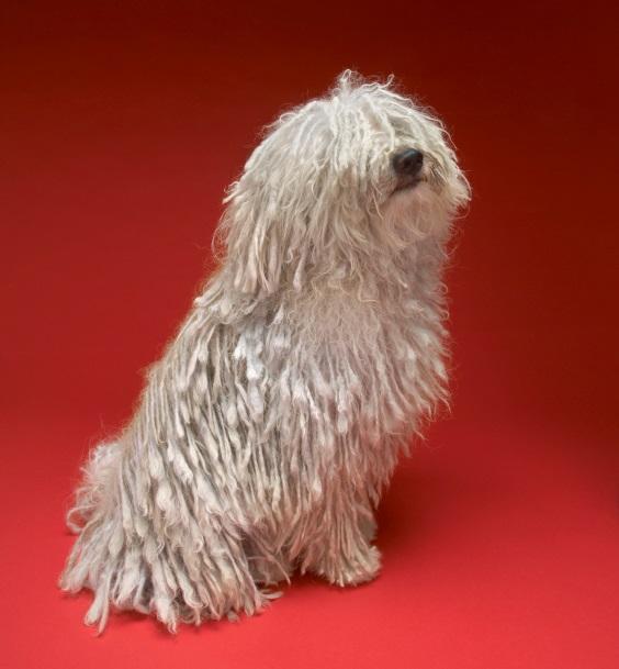 Quali sono i cani che perdono meno pelo - Komondor