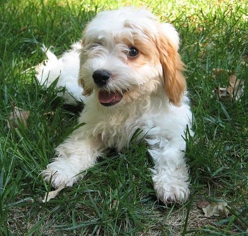Quali sono i cani che perdono meno pelo - Poodle o barboncino