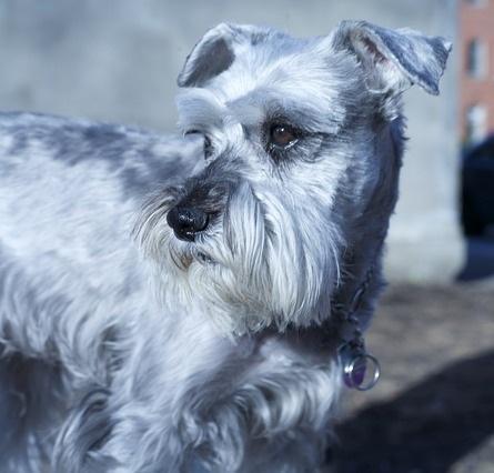 Quali sono i cani che perdono meno pelo - Schnauzer