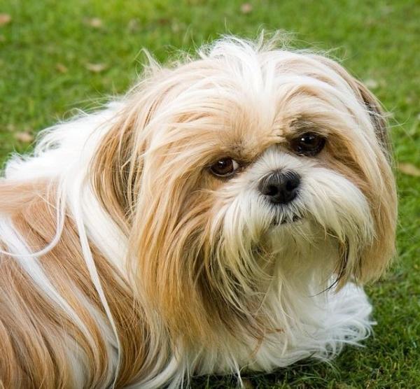 Quali sono i cani che perdono meno pelo - Shih Tzu