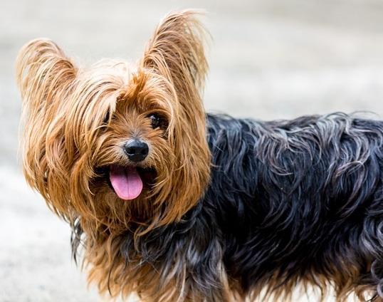 Quali sono i cani che perdono meno pelo - Yorkshire
