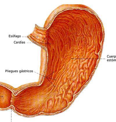 Come curare le fermentazioni intestinali