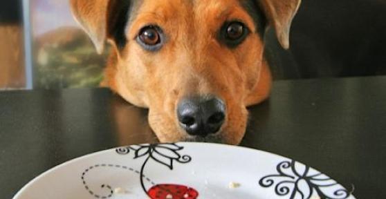 Come evitare che il mio cane mi chieda cibo mentre mangio
