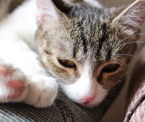 Cosa fare se il mio gatto ha la diarrea