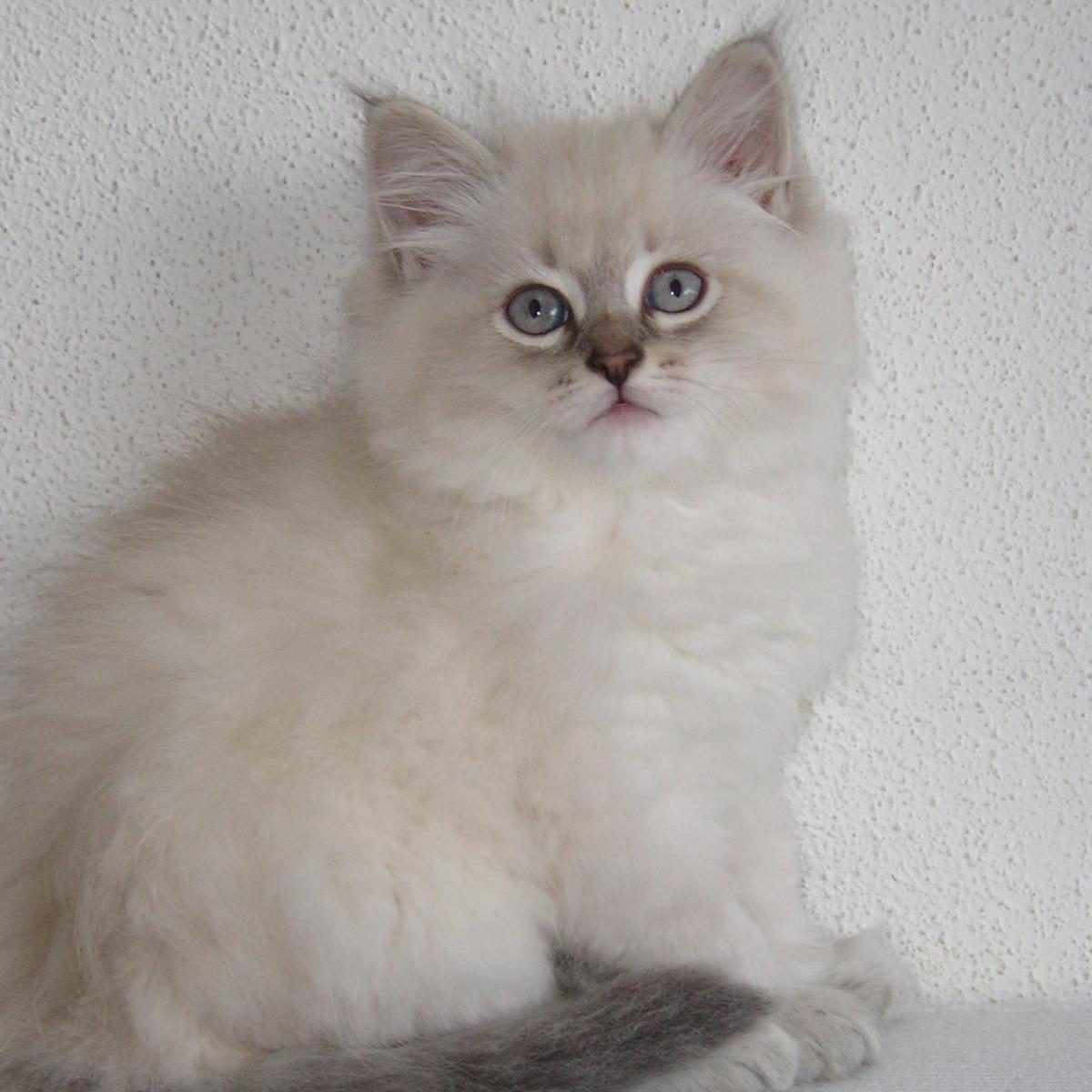 Com'è un gatto siberiano