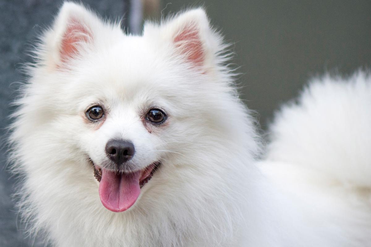 Razze di piccoli cani bianchi: conosci questi cani pelosi a pelo corto