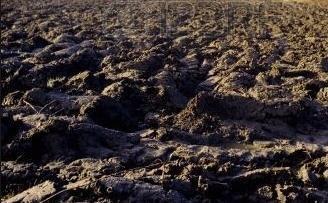 Come rendere il terreno più fertile