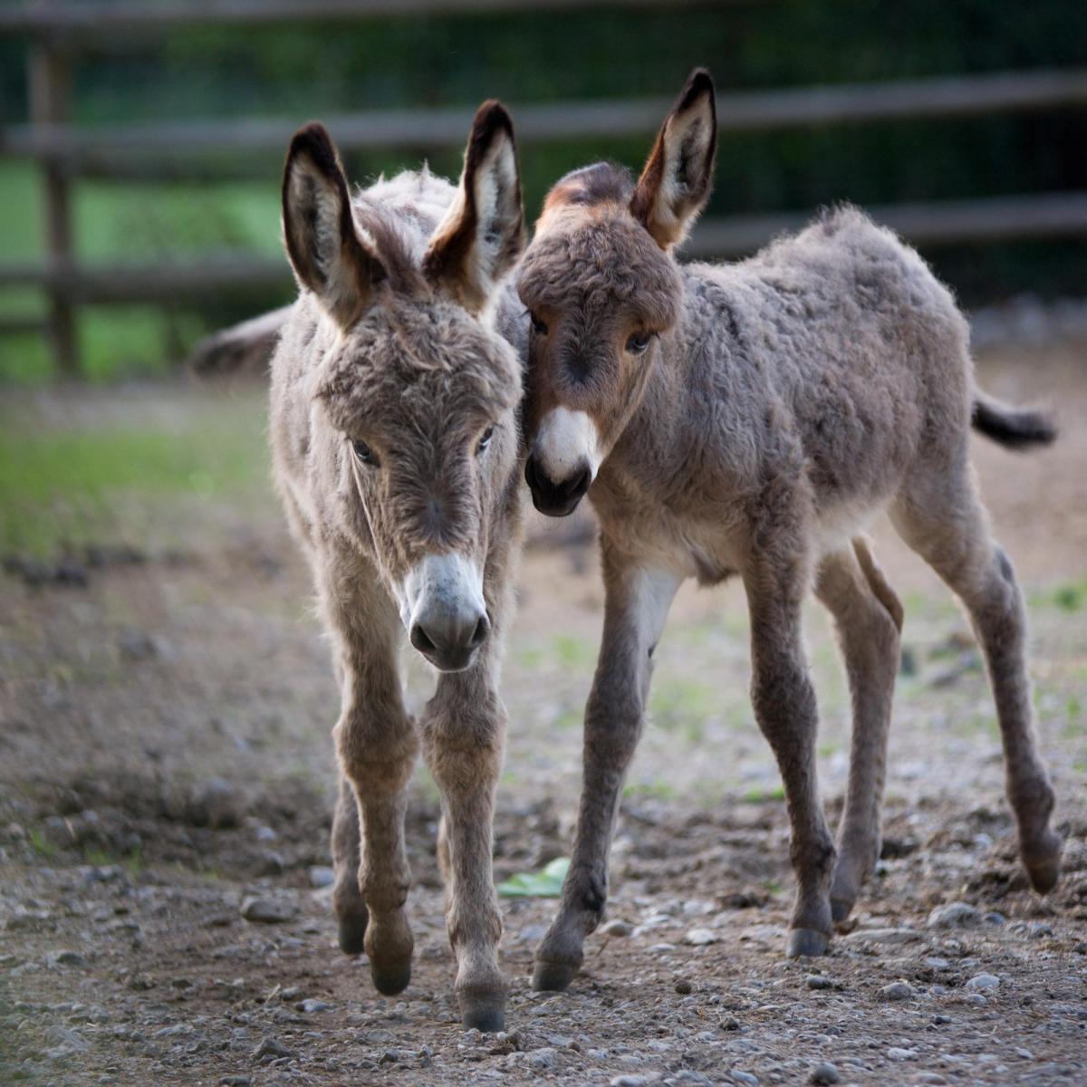 Come si muovono gli animali