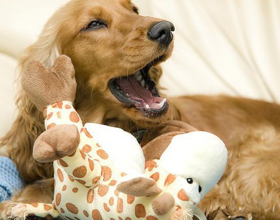 Come combattere l'alito cattivo del cane