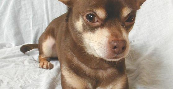 Com'è un chihuahua