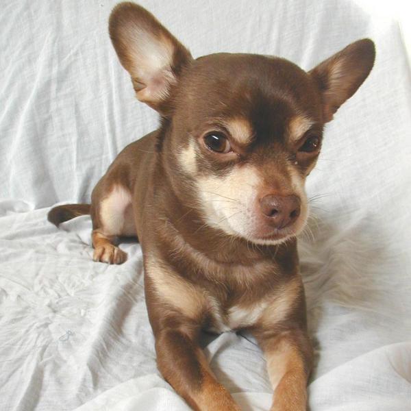 Com'è un chihuahua